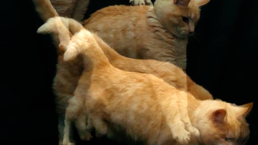 Kat