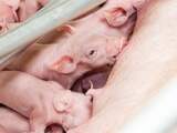 Varkensboeren maken massaal gebruik van opkoopregeling