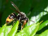 Nest Aziatische hoornaar vernietigd in Zeeuwse Sluis