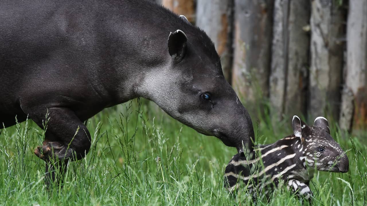 Tapir geboren in Blijdorp