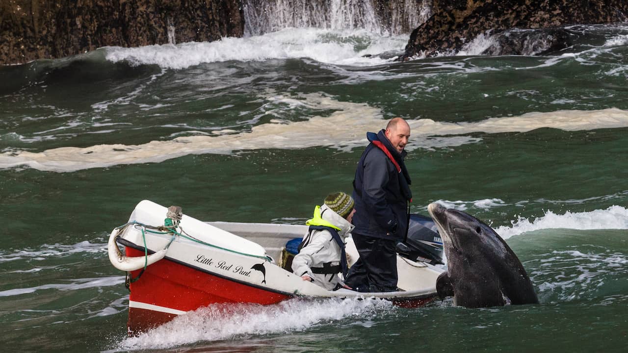 Popular Irish dolphin Fungie missing, search started |  NOW