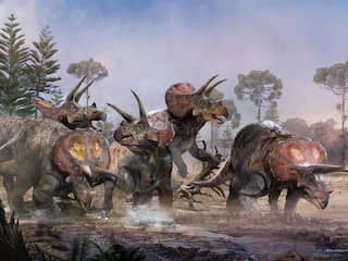 Nederlandse wetenschapper toont aan dat triceratopsen in kuddes leefden