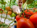 Overheid roept agrarische sector op Brexit-verrassingen te voorkomen
