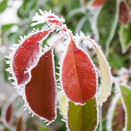 Zo help je kwetsbare planten in je tuin de winter door