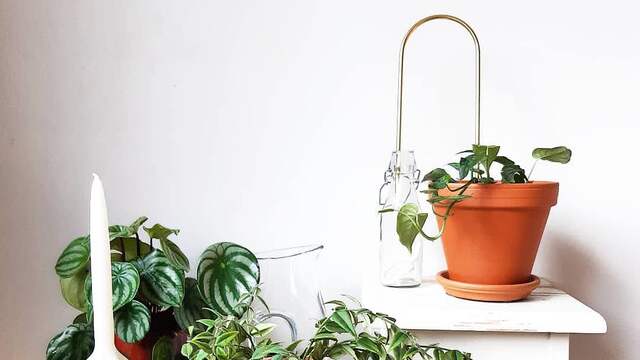 Zelfwatersytemen zijn misschien een oplossing als niemand voor de planten kan zorgen.