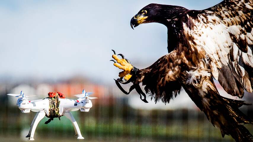 Nederlandse roofvogel beveiligt NAVO-top tegen drones