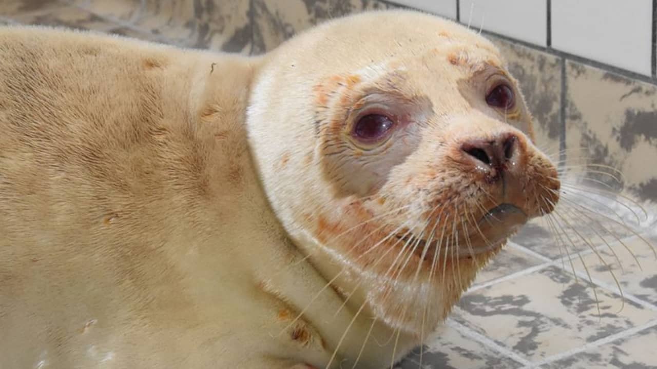 Zeldzame albinozeehond in Ecomare blijkt erg ziek