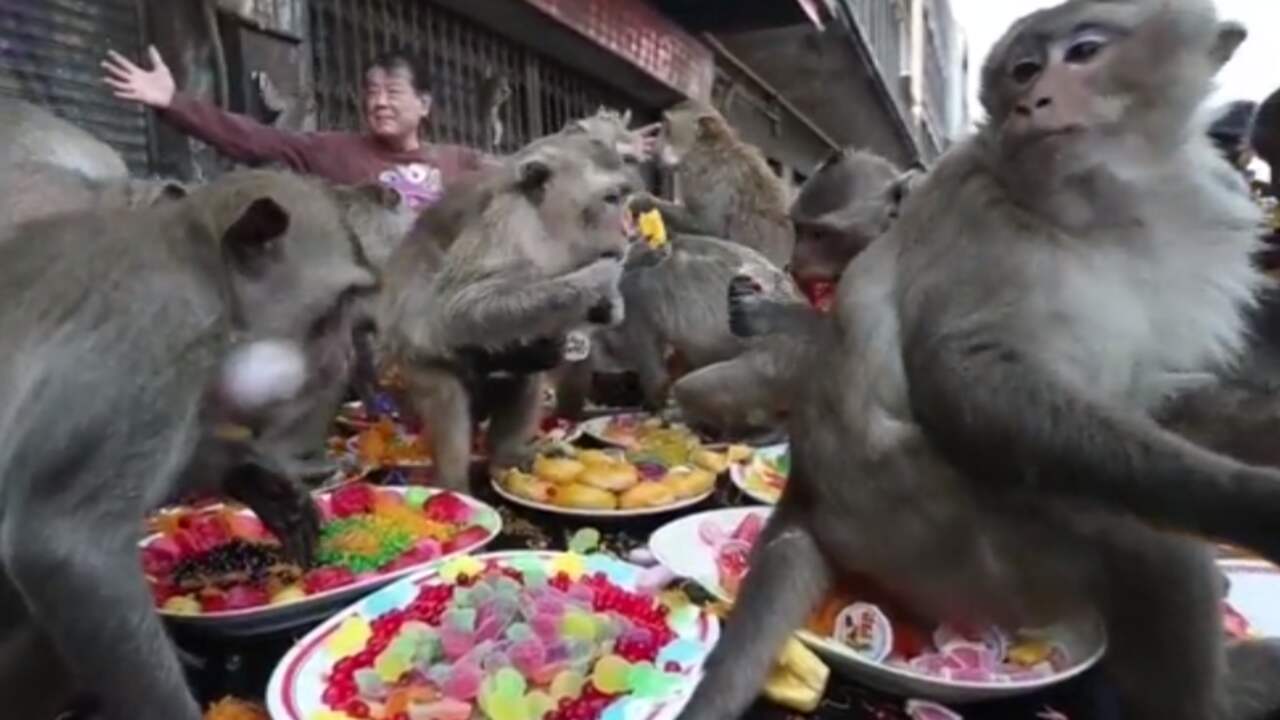 Beeld uit video: Tientallen apen storten zich op feestmaal bij Thais festival