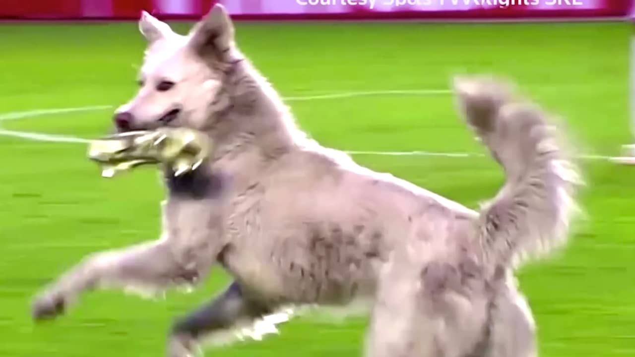 Beeld uit video: Hond steelt show bij voetbalwedstrijd in Bolivia