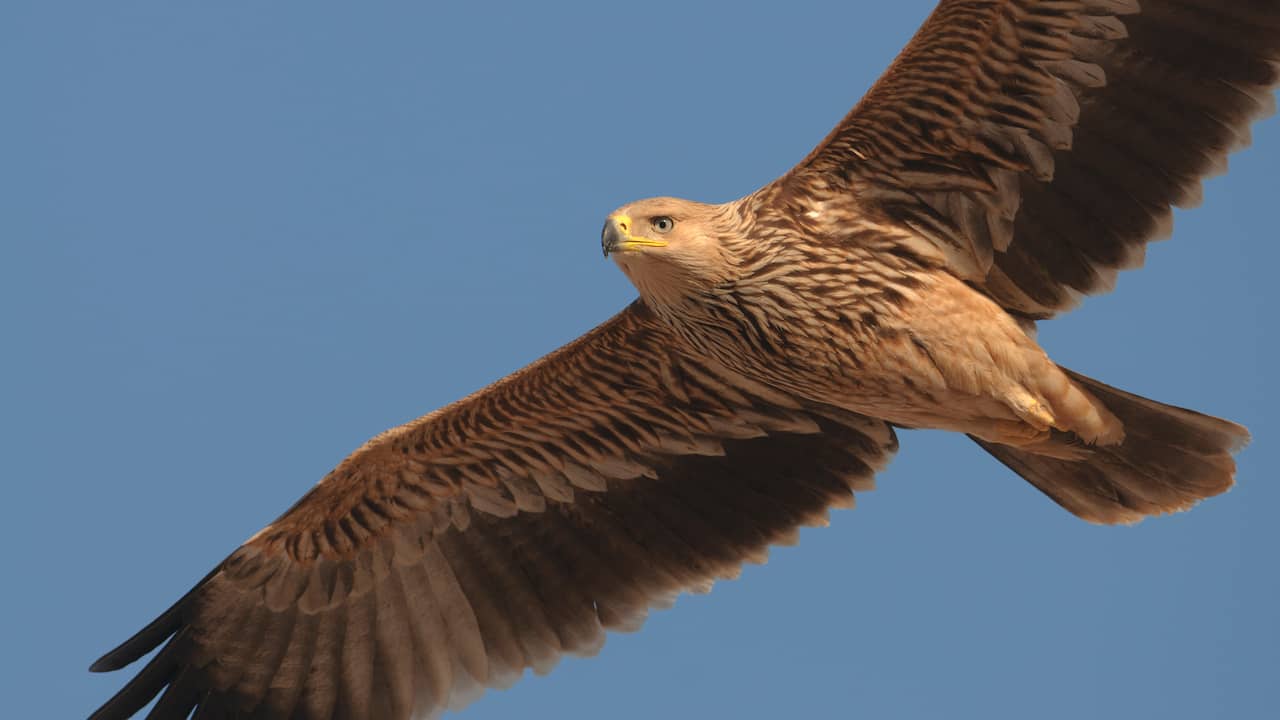 Ongekend Vogelspotters massaal naar Overijssel om keizerarend te zien | NU IC-73