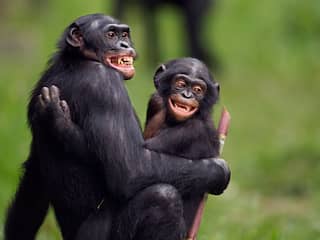 Bonobo ontsnapt uit Ouwehands Dierenpark en vlucht nabijgelegen bos in