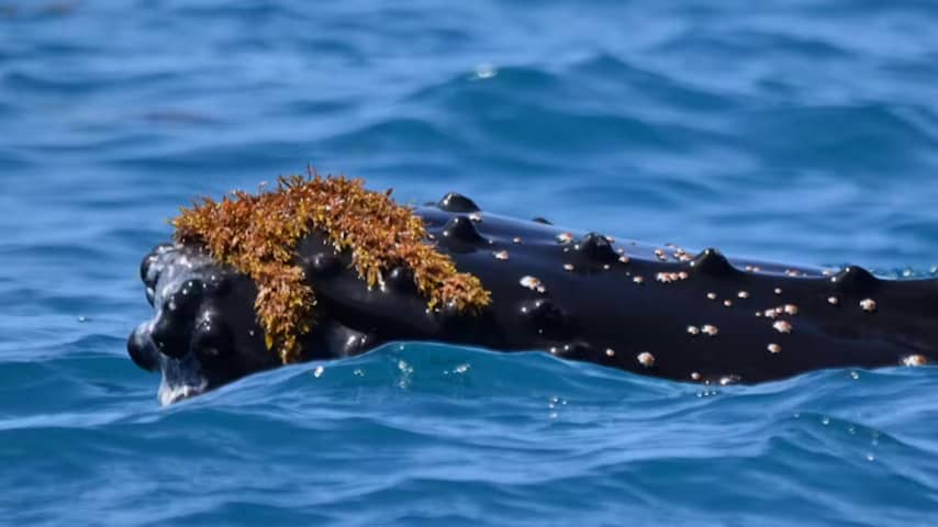 Wetenschappers zijn erachter waarom walvissen 'hoedjes' van zeewier dragen