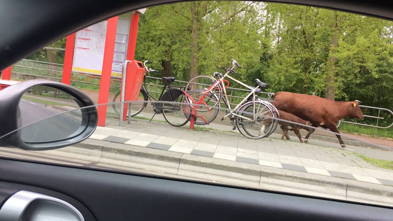 Politie achtervolgt losgeslagen koeien bij Utrecht