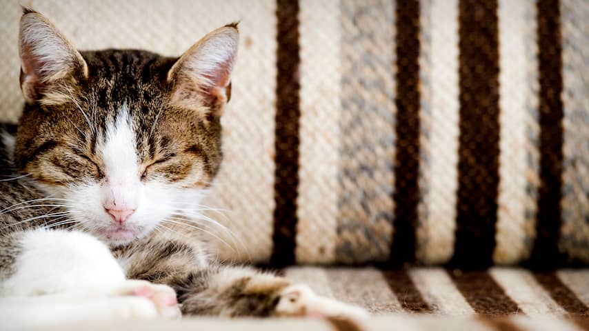 Kamermeerderheid wil katten verplicht laten chippen