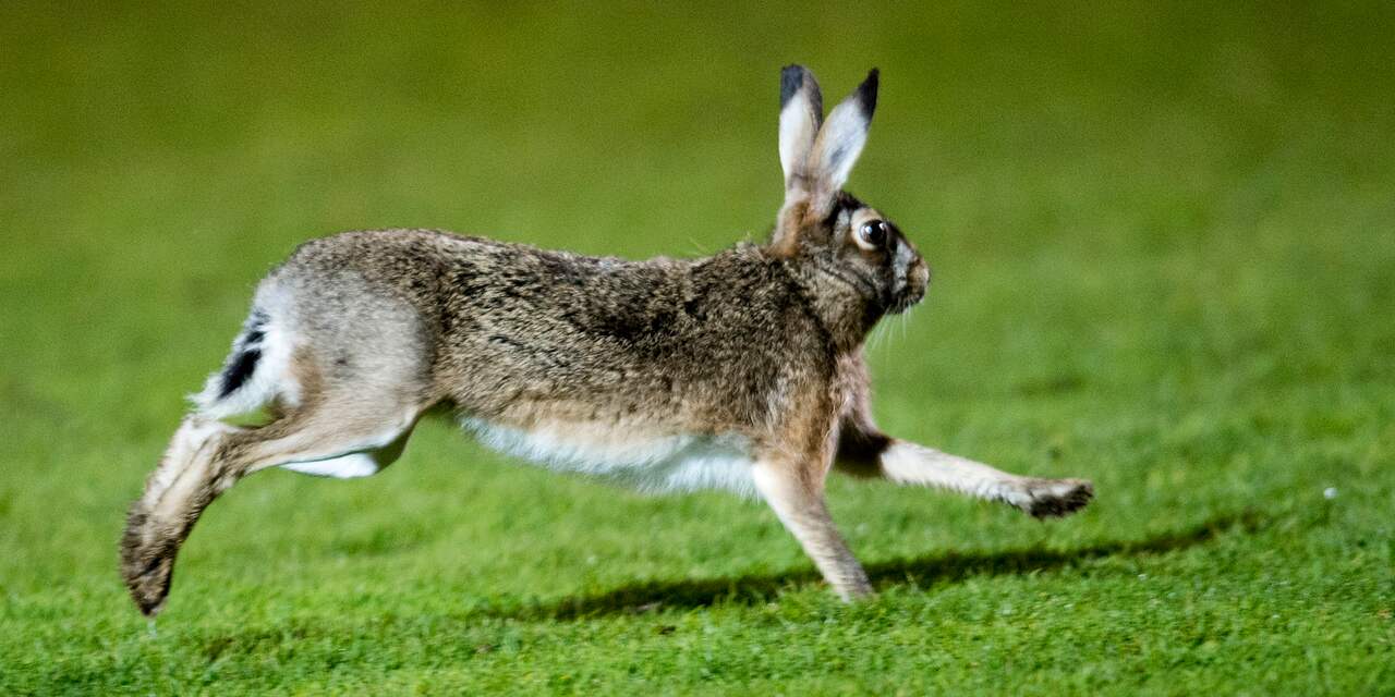 Konijn bij poten vastgebonden en in water gegooid in natuurgebied Madestein