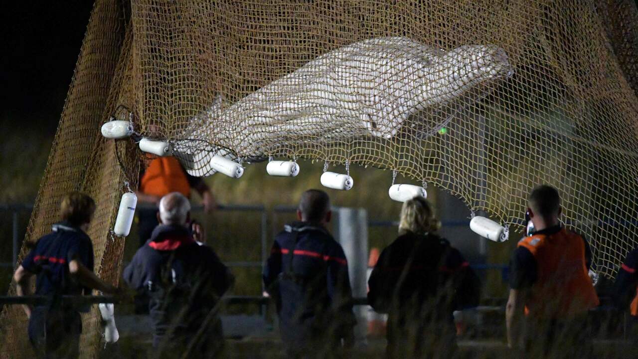 Beeld uit video: Beloega na een week uit de Seine bevrijd