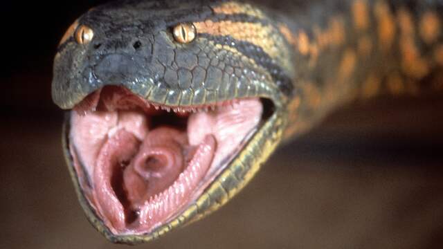 anaconda teeth