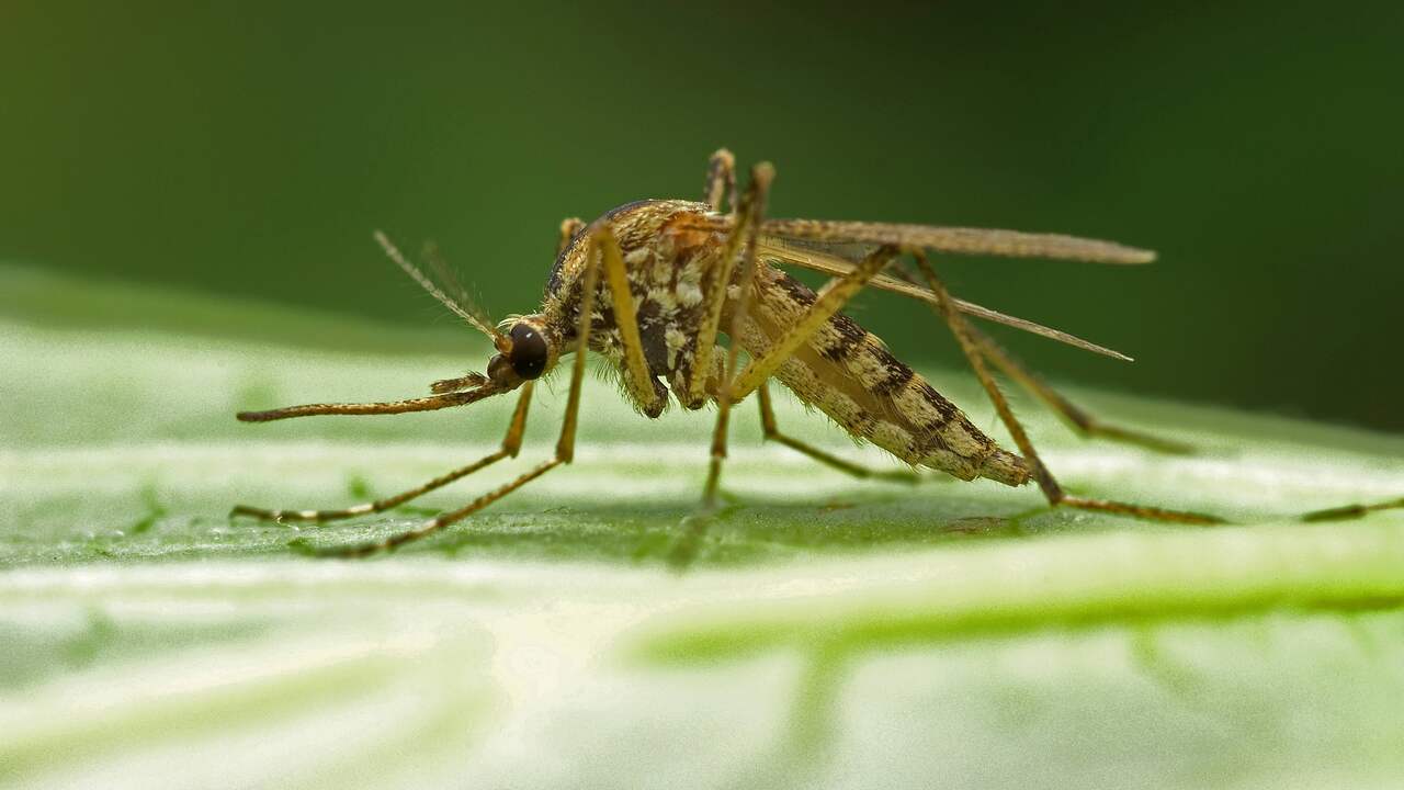 Another five West Nile virus infections in the Netherlands |  NOW