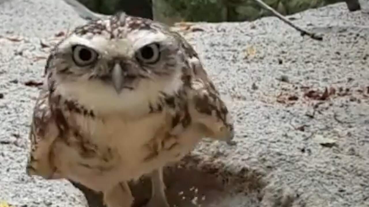 owl hidden camera