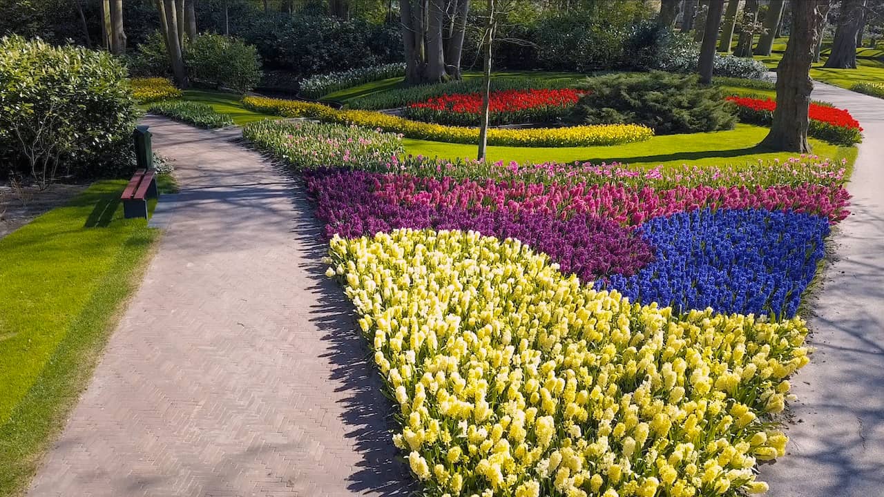 Beeld uit video: Drone toont kleurige bloemenvelden in verlaten Keukenhof
