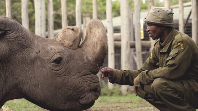 laatste mannelijke noordelijke witte neushoorn overleden | nu - het