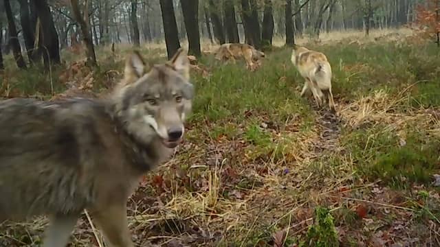Roedel wolven op de noordelijke Veluwe. Terugkeer van dit dier biedt kansen voor bosherstel, zeldzame planten en vlinders.