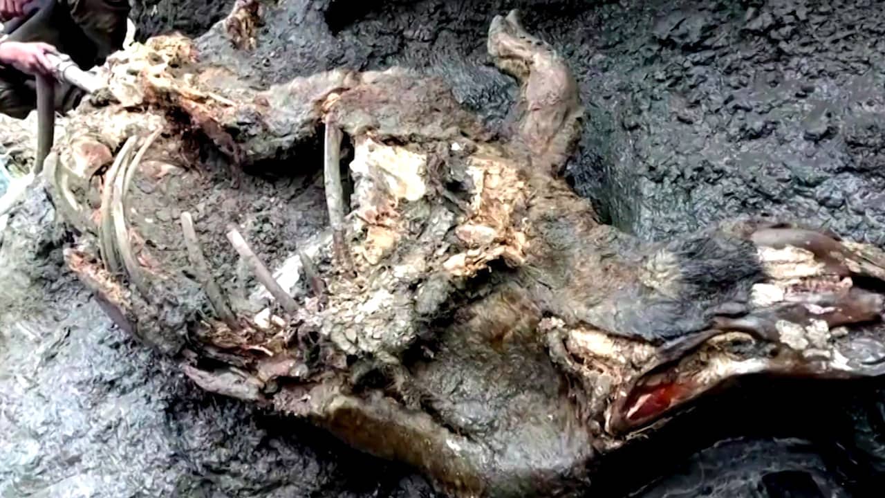 Beeld uit video: Wolharige neushoorn van 12.000 jaar oud gevonden in Rusland