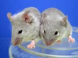 Wetenschappers genezen muizen met aangeboren doofheid