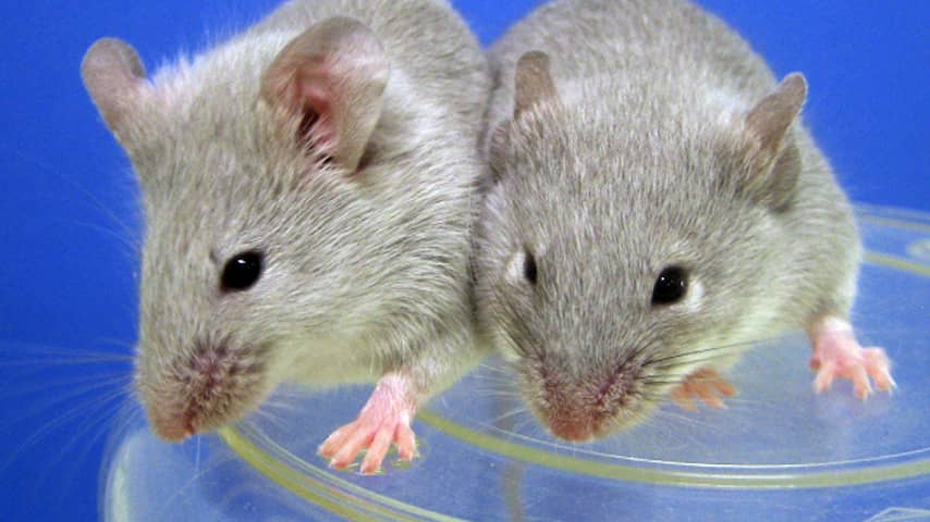 Onheil Feat Chaise longue Bloed van menselijke baby's maakt oude muizen slimmer | Wetenschap | NU.nl