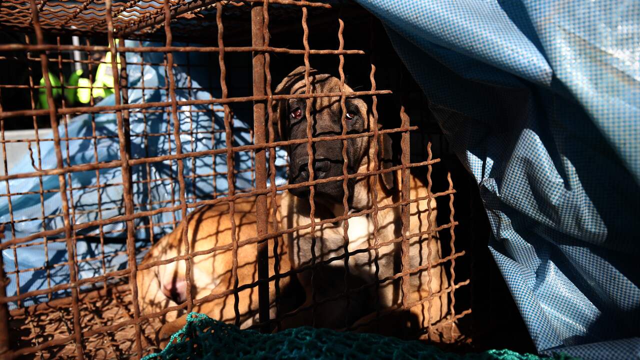 Il Parlamento della Corea del Sud vieta la vendita di carne di cane  al di fuori