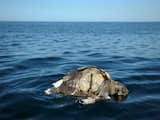 Honderden dode zeeschildpadden gevonden voor de kust van El Salvador