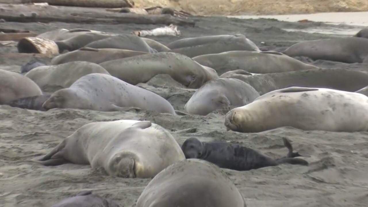 Beeld uit video: Invasie zeeolifanten op strand Californië door 'shutdown'