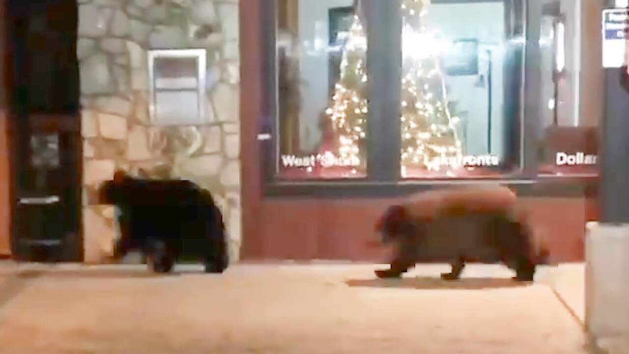 Beeld uit video: Sheriff legt nachtelijke escapades berenfamilie in Californië vast