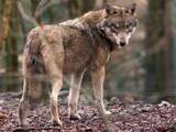 Nederlandse jager schiet wolf dood in Oost-Duitsland