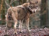 Nederlandse jager schiet wolf dood in Oost-Duitsland