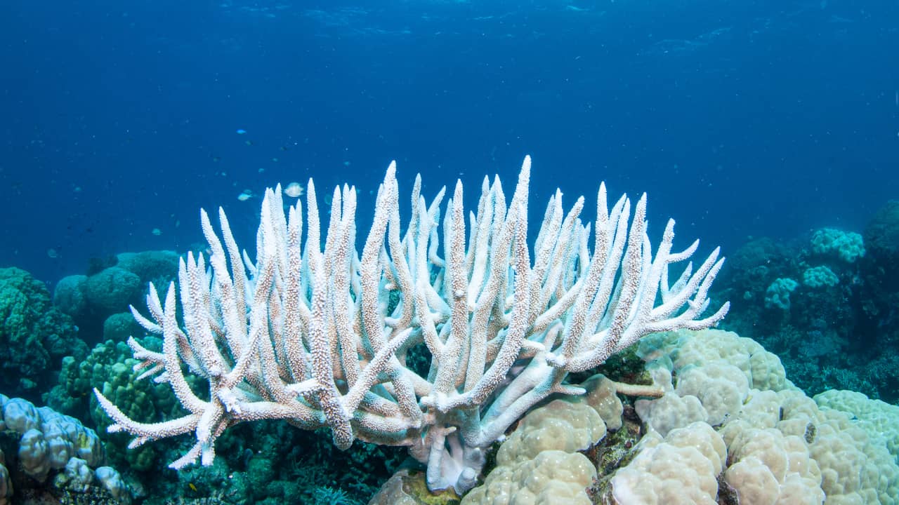 Ricercatori olandesi danno nuova vita ai fondali marini del Kenya con barriere coralline artificiali |  Scienze