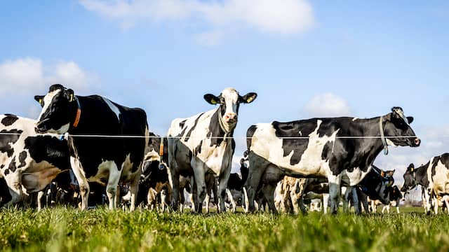 Als koeien in de wei lopen, betekent dat minder stikstofuitstoot, doordat urine en mest gescheiden worden.