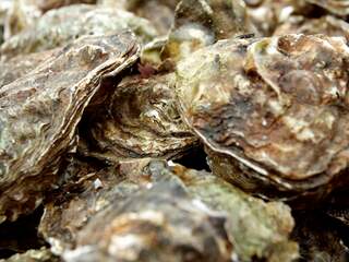 Wereld Natuur Fonds legt oesterbanken aan in de Noordzee